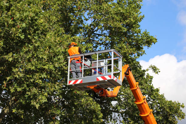 How Our Tree Care Process Works  in  Greencastle, PA